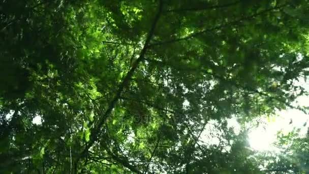 Los rayos del sol brillan a través de ramas de árboles en verano. Fondo de hojas verdes — Vídeo de stock