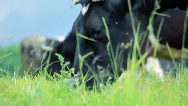 Vacas leiteiras a pastar. Gado no campo. Vaca leiteira a comer erva. Exploração pecuária — Vídeo de Stock