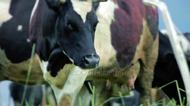 Grazing vacas no campo de verão. Vaca a pastar no campo. Pastoreio de bovinos — Vídeo de Stock