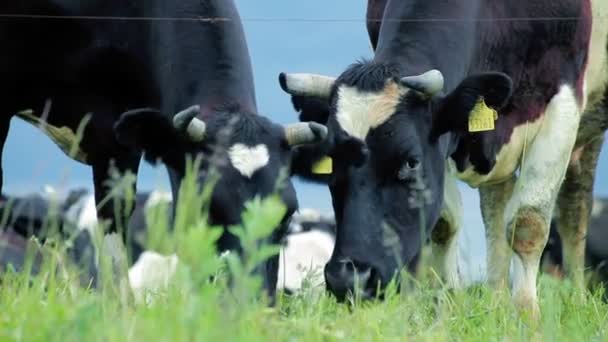 Vaca lechera pastando. Ganado de granja pastando en el campo. Ganado vaca comer hierba — Vídeo de stock