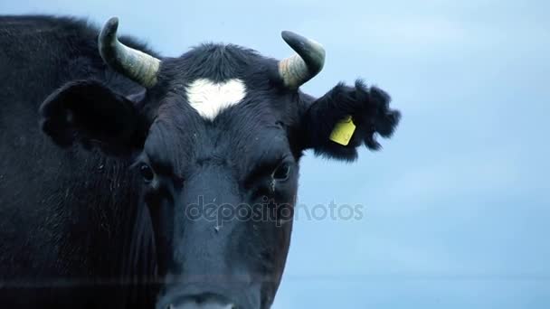 Milk farm cattle grazing. Holstein cow face. Grazing cows in field — Stock Video
