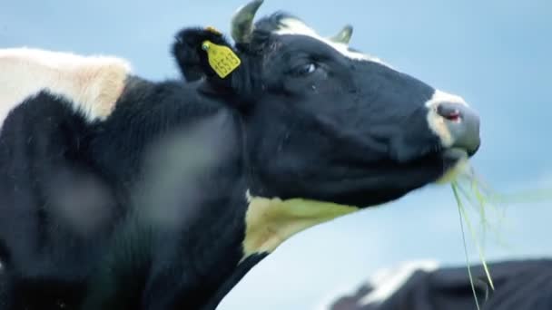 Фермерська корова їсть траву. Сільськогосподарська худоба їсть траву. Вирощування худоби ферма — стокове відео
