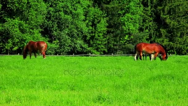 Άλογα που βόσκουν σε πράσινο λιβάδι. Κοπάδι αλόγων που βόσκουν σε βοσκοτόπους. Αγροτικού τοπίου. — Αρχείο Βίντεο