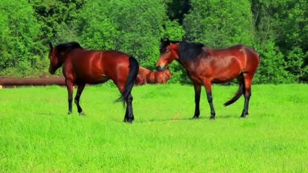 Lovak séta a zöld mezőben. Legeltetés legelő barna ló — Stock videók