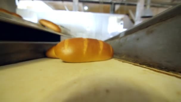 Буханка свежего хлеба на конвейере. Процесс производства хлеба на пекарне — стоковое видео