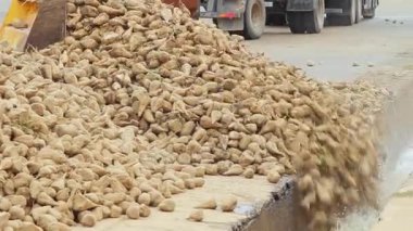 Şeker pancarı işleme hasat. Şeker üretim süreci. Sebze işleme