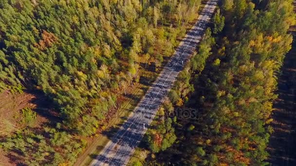 Aerial highway at forest. Aerial view empty road in forest landscape — Stock Video