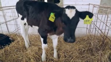 Siyah buzağı süt çiftlikte. Hayvancılık ahırda. Çiftlik hayvanı. Süt sanayî için