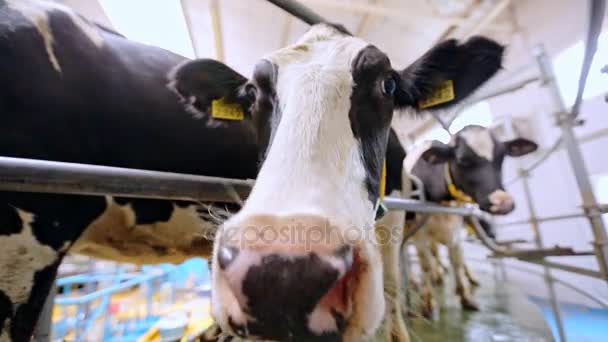 Processo de ordenha na fábrica de laticínios. Cabeça de vaca holandesa na máquina de ordenha — Vídeo de Stock