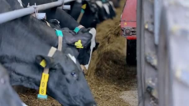 Processo de alimentação de vacas na fazenda moderna. Vaca em fazenda de laticínios comendo feno. Cobertura — Vídeo de Stock