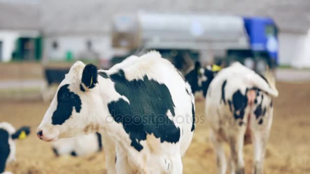 Χολστάιν μοσχάρι αγελάδες βόσκουν σε βοσκοτόπους. Βοοειδή βόσκουν στο αγρόκτημα γαλακτοπαραγωγής — Αρχείο Βίντεο