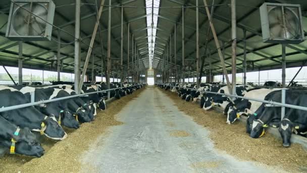 Vacas comiendo heno en el granero. Ganado en una granja lechera moderna. Vacas reproductoras en la granja — Vídeos de Stock
