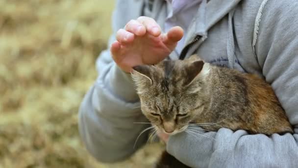 Adam okşayarak kedi kafasına şirin. Adam sevişme mutlu kedi onun elinde — Stok video