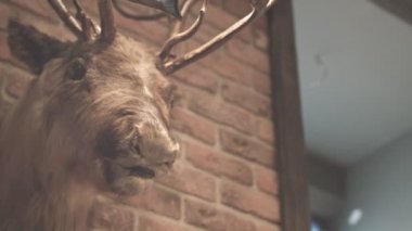 Hunter ganimet. Doldurulmuş hayvan. Whitetail Geyik buck. Geyik kafası duvara. Geyik kafası
