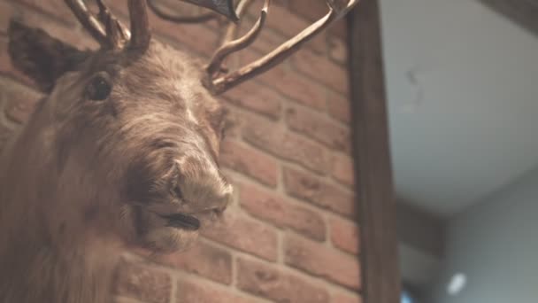 Trofeo Hunter. Un animale imbalsamato. Whitetail Deer Buck. Testa di cervo sul muro. Testa di alce — Video Stock