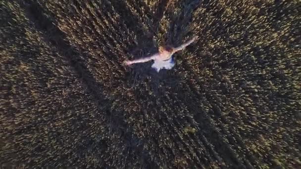 Jovem mulher girando no campo de verão. Menina no campo de trigo — Vídeo de Stock