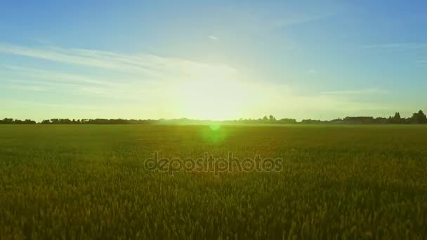 Paisaje campo de trigo de verano en el fondo cielo azul. Campo de grano aéreo — Vídeo de stock