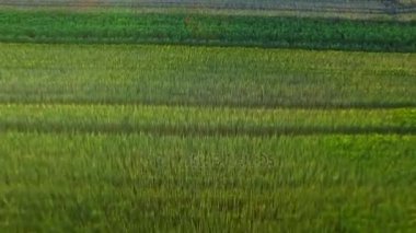 Güzel manzara tahıl arazi tarım alanı. Buğday alan manzara