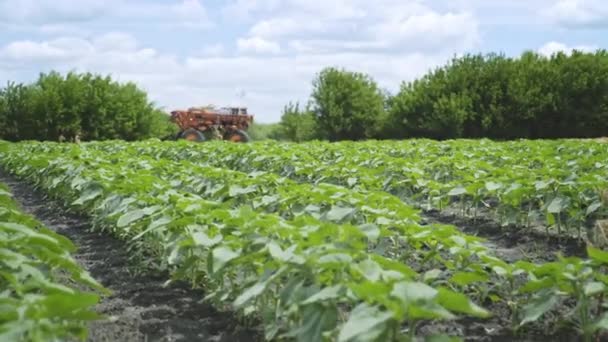 Máquina de pulverización en el campo de cultivo para regar la planta. Agricultura de fertilizantes — Vídeo de stock