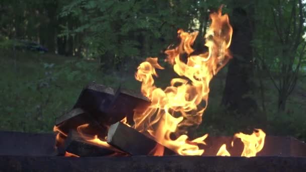 Brennholz im Kohlenbecken zum Kochen von Speisen im Hintergrund der sommerlichen Natur — Stockvideo