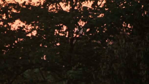 Vista panorámica deja árboles en el fondo atardecer por la noche. Atardecer dorado bosque — Vídeos de Stock