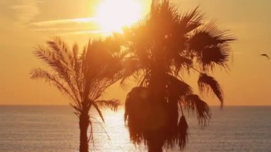 Denizde akşam günbatımı arka plan üzerinde palmiye ağacı. Manzara palmiye ağacı yaprak