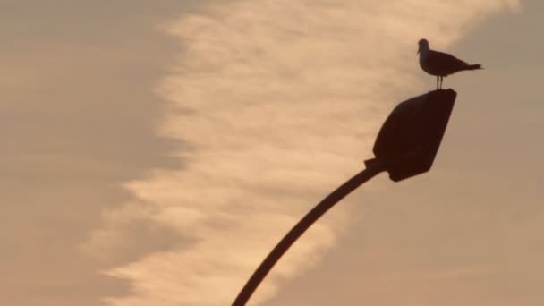 Möwe sitzt an Laterne auf Sonnenuntergang Hintergrund. Vogel auf Laternenpfahl im Bootshafen — Stockvideo