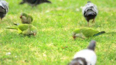 Papağan kuşlar yeşil çim yeme. Yeşil papağan çimenlerin üzerinde yürüyüş akın
