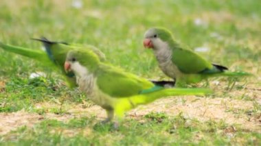 Yeşil çimenlerin üzerinde yürüyüş kuş papağan. Çayır üzerinde oynayan yeşil dalgalı papağan