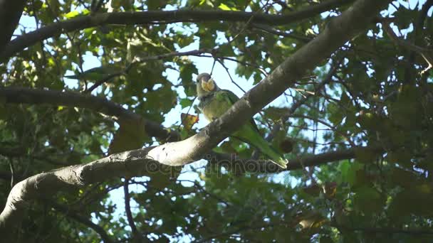 Větve stromů s volně žijící papoušky. Zpomalený pohyb papoušky jídlo mezi stromy — Stock video