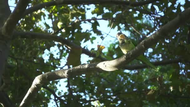 Loros salvajes sentados en ramas de árboles. loros de cámara lenta comiendo entre los árboles — Vídeos de Stock