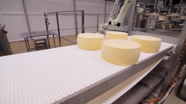 Linha de fabrico de queijo. Rodas de queijo na correia transportadora. Indústria alimentar — Vídeo de Stock