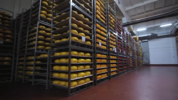 Armazém da fábrica de lacticínios. Rodas de queijo em prateleiras de aço — Vídeo de Stock