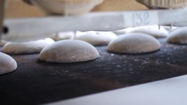 Сырой хлеб на конвейерной ленте. Линия для производства хлебобулочных изделий — стоковое видео