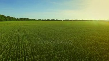 Arka plan mavi gökyüzü manzara yeşil buğday alanında. Hava alanı