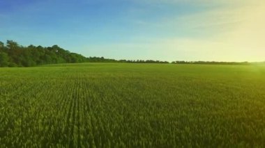 Yaz günü yeşil arpa tarlasında. Buğday alan yeşil. Hava alanı