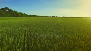 Arka plan yaz güneşi arpa alanından. Buğday alan yeşil. Yaz çayır