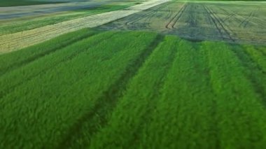 Buğday alan manzara. Kırsal tarım. Güzel manzara hasat alanı