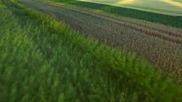 Krásná krajina pšeničné pole v zemědělské půdy. Obilí pole antény