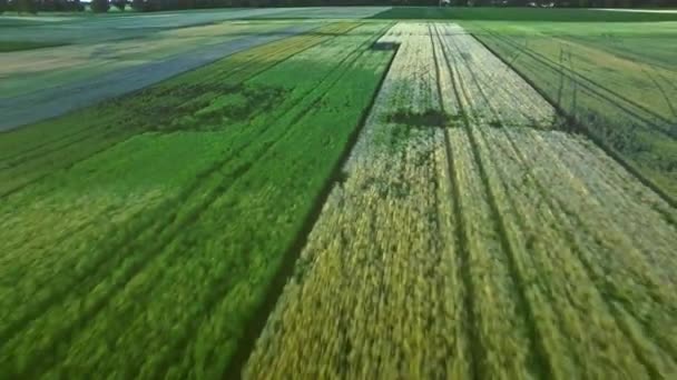 Rurale landschap landbouw landbouw. Mooie groene oogst weergaveveld — Stockvideo