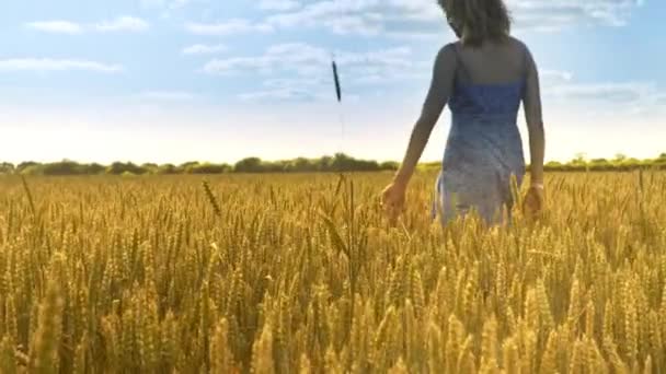 Mujer en el campo de trigo. Mujer caminando lejos en tierra de la agricultura en el tiempo del sol . — Vídeos de Stock
