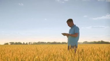 Tablet buğday alanında kullanan adam. Tarım bilim