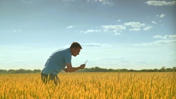 Agronomist study wheat ears in field. Agriculture science — Stock Video