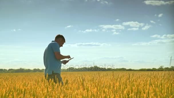 Agro ερευνητής με το tablet στο πεδίο σιτάρι. Έρευνα της γεωργίας — Αρχείο Βίντεο