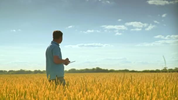 Agronom en el campo de trigo dorado. Agricultura ciencia — Vídeos de Stock