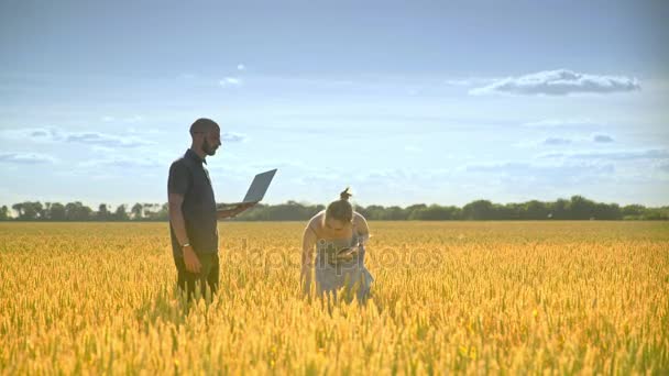 Dois agrônomos analisando a orelha de trigo. Agricultura colheita de pesquisa em arquivado — Vídeo de Stock