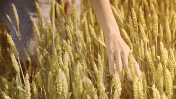 Bäuerin berührt im Sommer Weizenähren auf dem Feld. Landwirtschaftskonzept — Stockvideo