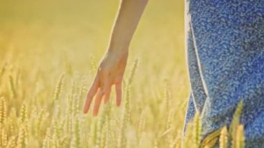 Kadın el alan kulaklarında buğday dokunmadan. Buğday sapı dokunmadan kadın Ziraat Mühendisi