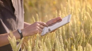 Farmerusing tablet buğday alanında. Tarım teknolojisi ile çalışan bilim adamı