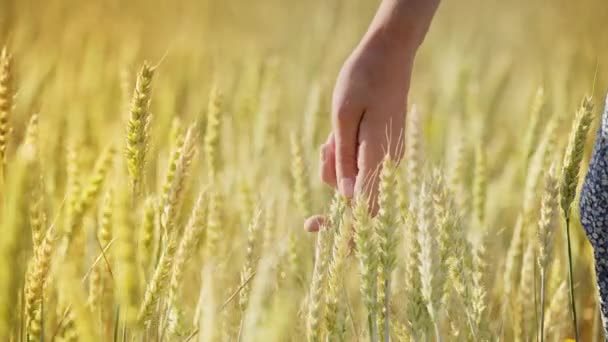 Kadın buğday alan. Kadın el arpa kulakları çok dokunaklı. Kadın çiftçi — Stok video